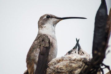 Colibrí y nido 