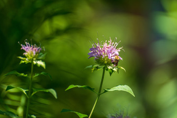 Bee on a pink monarda flower