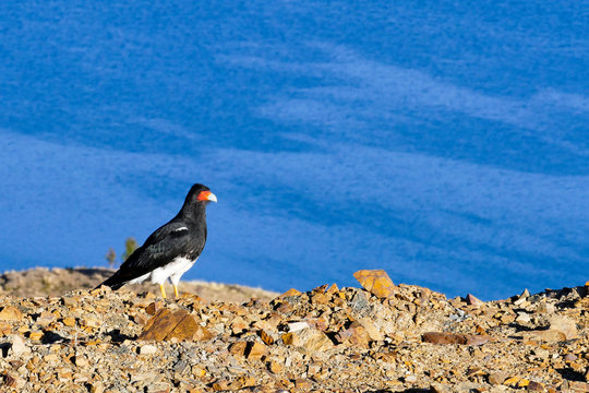 Mountain caracara (Phalcoboenus megalopterus) standing, near Titicaca lake, Bolivia.
