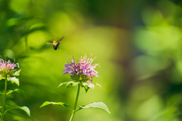 Bee on a pink monarda flower