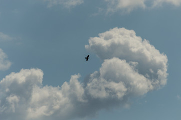 Black bird of prey on the background of a large cloud