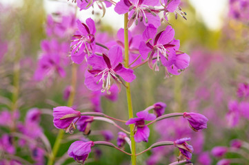 Fototapeta na wymiar Chamaenerion angustifolium purple flowers. Fireweed plant, medical tea.