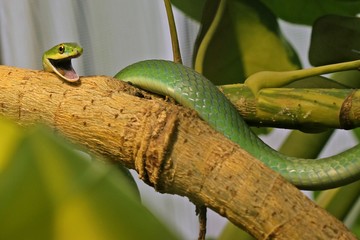 Gähnende männliche Raue Grasnatter (Opheodrys aestivus)