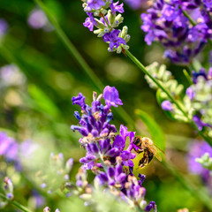 Bee (Apis) on lavender (Lavandula angustifolia) at a wild herb meadow.