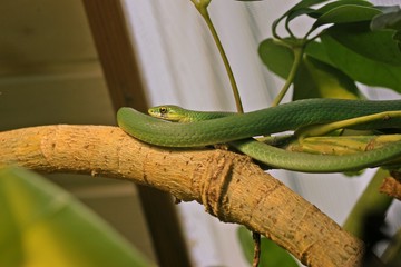 Männliche Raue Grasnatter (Opheodrys aestivus) mit Narbe unter dem linken Auge
