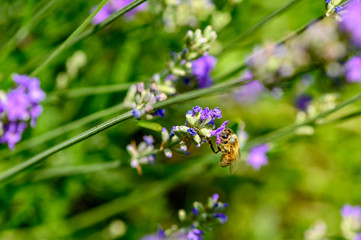 Bee (Apis) on lavender (Lavandula angustifolia) at a wild herb meadow.