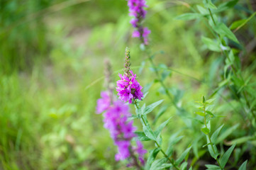 Purple flower growing in nature