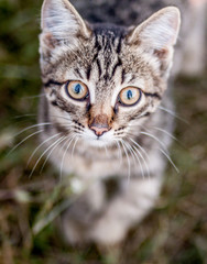 Muzzle with big eyes of a small brown cat close-up.