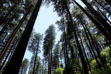 Fototapeta premium trees in india 