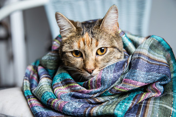 Cat in a scarf
