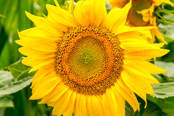 Obraz premium Bright yellow sunflowers in full bloom in garden for oil improves skin health and promote cell regeneration