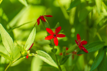 Red royal catchfly flowers. Silene regia.