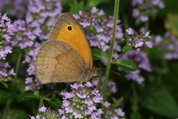 Ochenauge Maniola jurtina (LINNAEUS, 1758) Opladen 2009:07:04 14:00:58