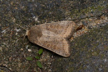 Hellbraune Staubeule Hoplodrina ambigua (DENIS & SCHIFFERMÜLLER, 1775) Opladen 2009:05:24 14:32:47