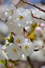 blooming cherry tree in spring