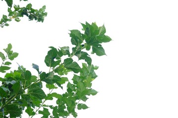 Tropical tree leaves with branches on white isolated background for green foliage backdrop and copy space 