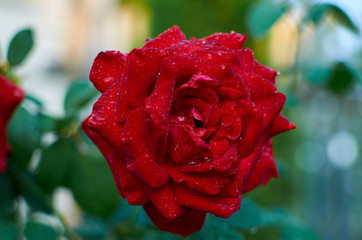 wonderful world around us