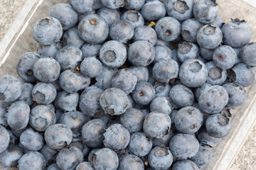 Blaubeeren nahaufnahme