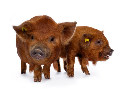 2 Adorable ginger Kunekune piglets, standing together. Looking with at / beside camera. Isolated on white background.
