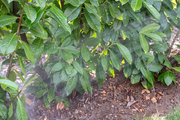 Trockenheit, Pflanzen nässen