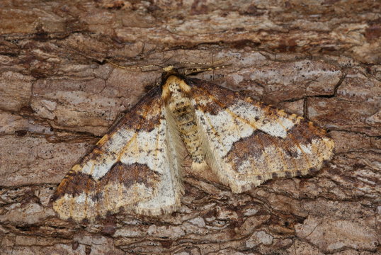Gro&szlig;er Frostspanner Erannis defoliaria (CLERCK, 1759) Opladen 2009:10:31 09:34:47