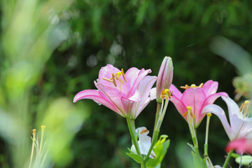 Fototapeta premium Lila Taglielie