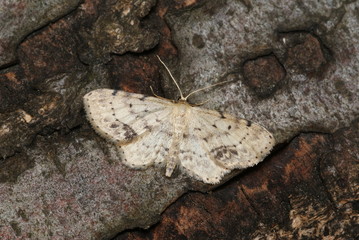 Braungewinkelter Zwergspanner Idaea dimidiata (HUFNAGEL, 1767) Opladen 2009:07:03 20:39:31