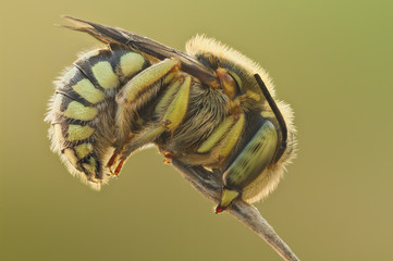 Sleeping bee on grass close up. Big magnification image by sleeping bee portrait in nature