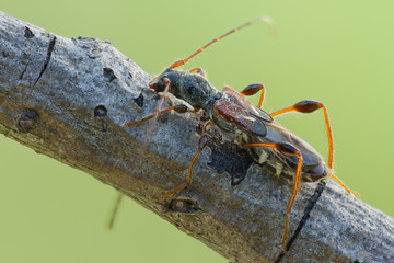 Beetle Molorchus minor on tree branch in natural ocupation. Beetle Molorchus minor in nature on...