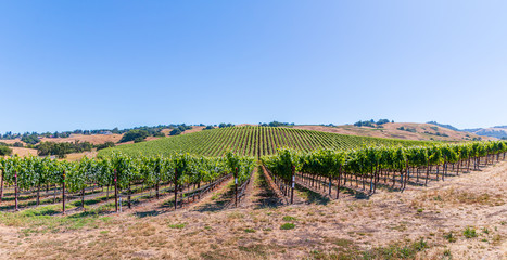 Fototapeta na wymiar A long panoramic of green vineyards and golden grasses climbing the hillside during summer in Sonoma Wine Country. A blue sky, trees and houses are in the background.