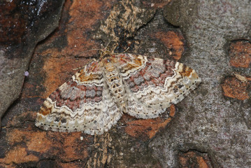 Heller Rostfarben-Blattspanner 08252 Xanthorhoe spadicearia (DENIS & SCHIFFERMÜLLER, 1775) Opladen 27.08.2009 13:25