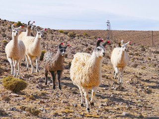 Bolivia, Andes region, llama, lama closeup