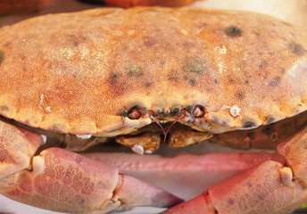 Macro of a big crab on ice at a market