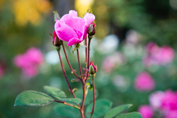 pink flower in the garden