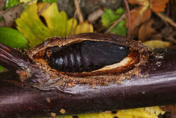 Großer Gabelschwanz, Puppe Cerura vinula (Linnaeus, 1758) e.o. Opladen 21.11.2009 11:45