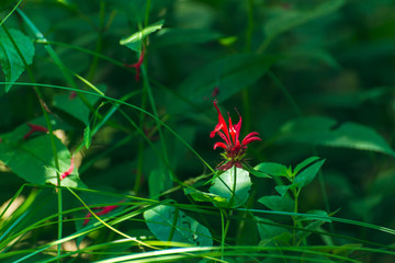Scarlet red monarda flower