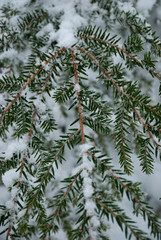 branch of a tree