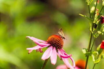 Butterfly on echinacea flower