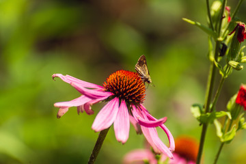 Butterfly on echinacea flower