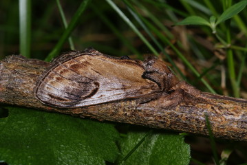 Zickzack-Zahnspinner Notodonta ziczac (LINNAEUS, 1758) Opladen 2009:07:09 07:26:11
