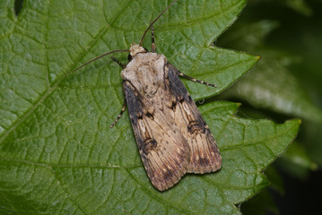 Schmalflügelige Erdeule Agrotis puta (HÜBNER, 1803) Opladen 26.04.2009 10:40