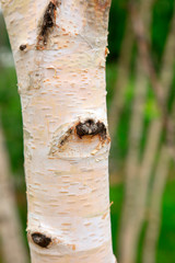 birch tree trunks in the garden