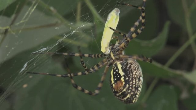 Argiope web spider feeds on butterfly 1239 7
