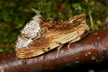 Ahorn-Zahnspinner Ptilodon cucullina (DENIS & SCHIFFERMÜLLER, 1775) Grube 10 (Haan-Gruiten) 13.06.2009 22:19