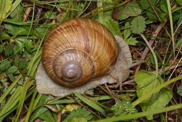 Weinbergschnecke Helix pomatia Lampertstal (Eifel) 2009:06:28 10:45:16