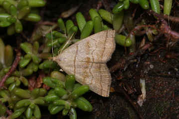 Braungestreifte Spannereule Herminia tarsicrinalis (KNOCH, 1782) Opladen 21.06.2009 12:18
