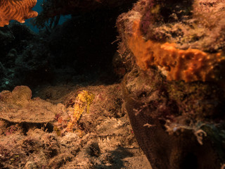 Seascape of coral reef in the Caribbean Sea around Curacao with seahorse