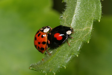 Asiatische Marienkäfer, Harlekin-Marienkäfer, Paarung Harmonia axyridis Opladen 19.06.2009 19:18
