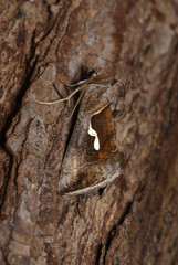 Schafgarben-Silbereule Macdunnoughia confusa (STEPHENS, 1850) Opladen 2009:09:13 18:23:26