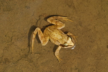 Grasfrosch Rana temporaria Trupbacher Heide (bei Siegen) 05.07.2009 12:10
